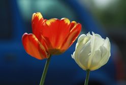 Najpiękniejsze wierszyki i życzenia na Dzień Kobiet 2020