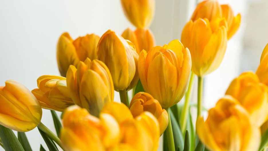 Dzień Matki 2019 - życzenia z okazji Dnia Mamy.