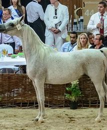 Pół miliona euro za klacz El Saghira na aukcji w Janowie Podlaskim