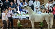 Pół miliona euro za klacz El Saghira na aukcji w Janowie Podlaskim