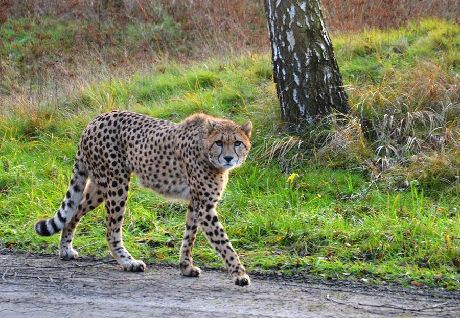 Rodzina zignorowała zakazy i musiała uciekać przed gepardami 