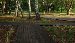 Bydgoszcz. Dziesiątki tysięcy szkieletów spoczywa w parku w centrum miasta