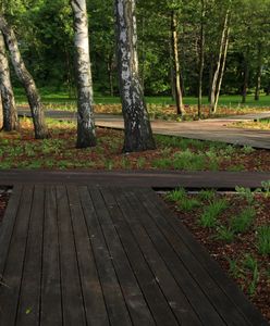 Bydgoszcz. Dziesiątki tysięcy szkieletów spoczywa w parku w centrum miasta