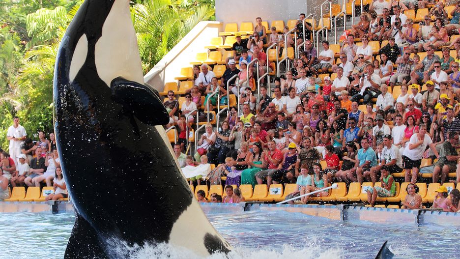 Spotkanie z orką to jedna z największych atrakcji Loro Parque