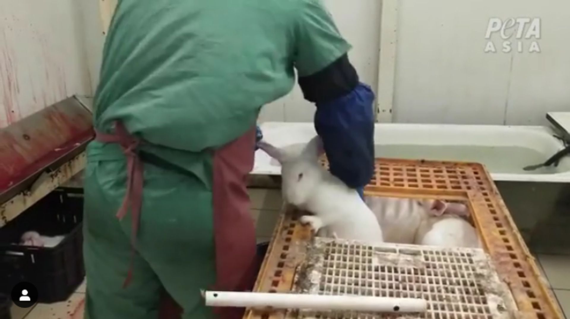 PETA udostępniła nagranie. Dantejskie sceny na rosyjskiej fermie
