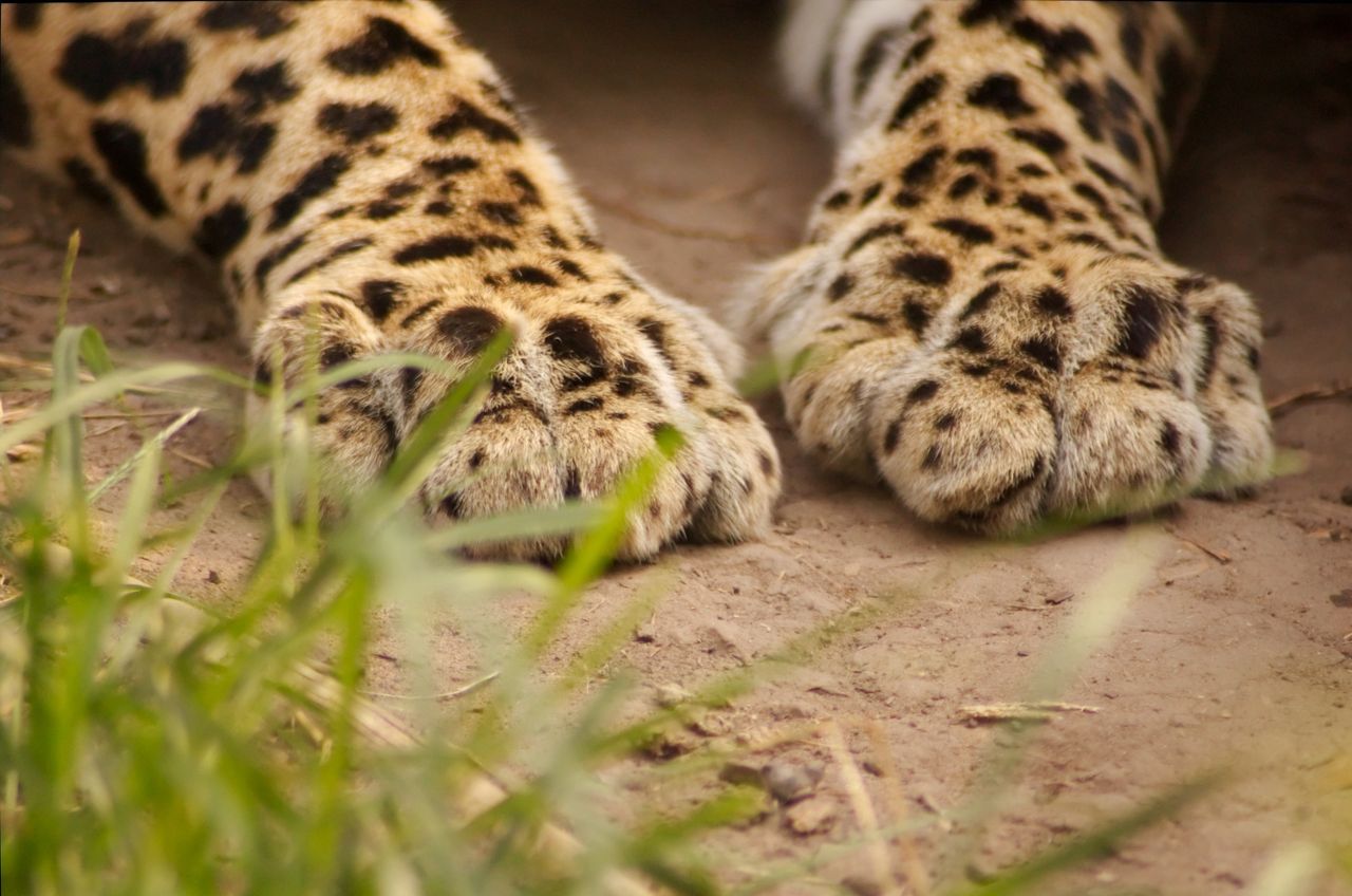 Rozpoznasz zwierzęta po łapach? To nie jest łatwy quiz