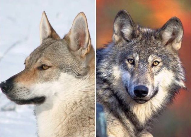 Wilczak i wilk. Odróżnisz je od siebie?
