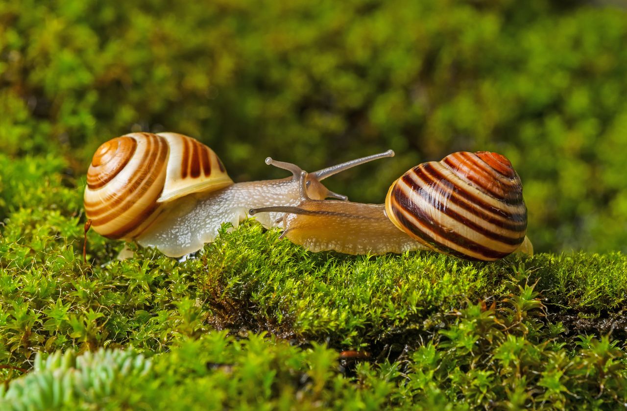 Co wiesz o ślimakach?