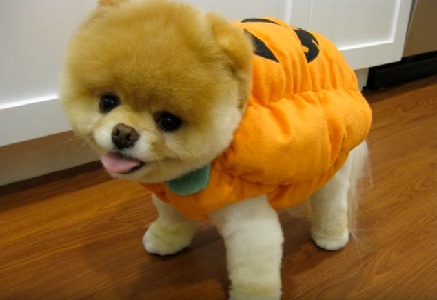 Psiarze i kociarze - tego quizu wstyd nie rozwiązać