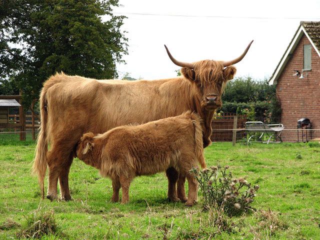 Znasz zwierzęta świata? Sprawdź się!