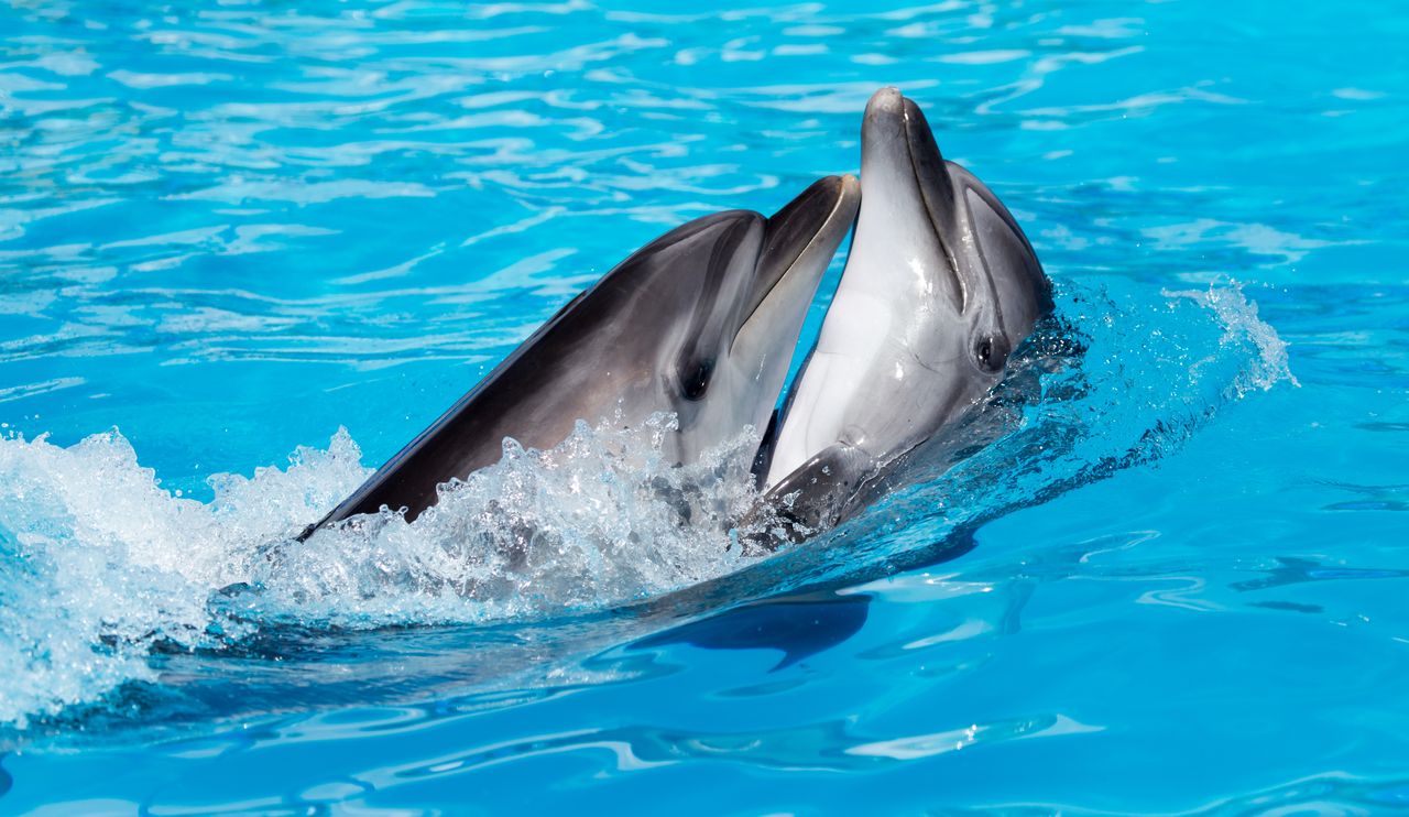 Czy znasz fakty o delfinach?