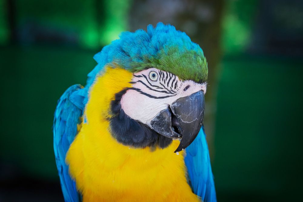 Znasz papugi na zdjęciach? To nie jest łatwy quiz