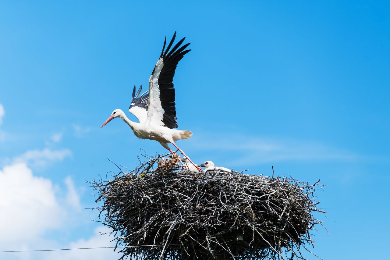 Które ptaki opuszczają nas na zimę? To nie tylko bociany...