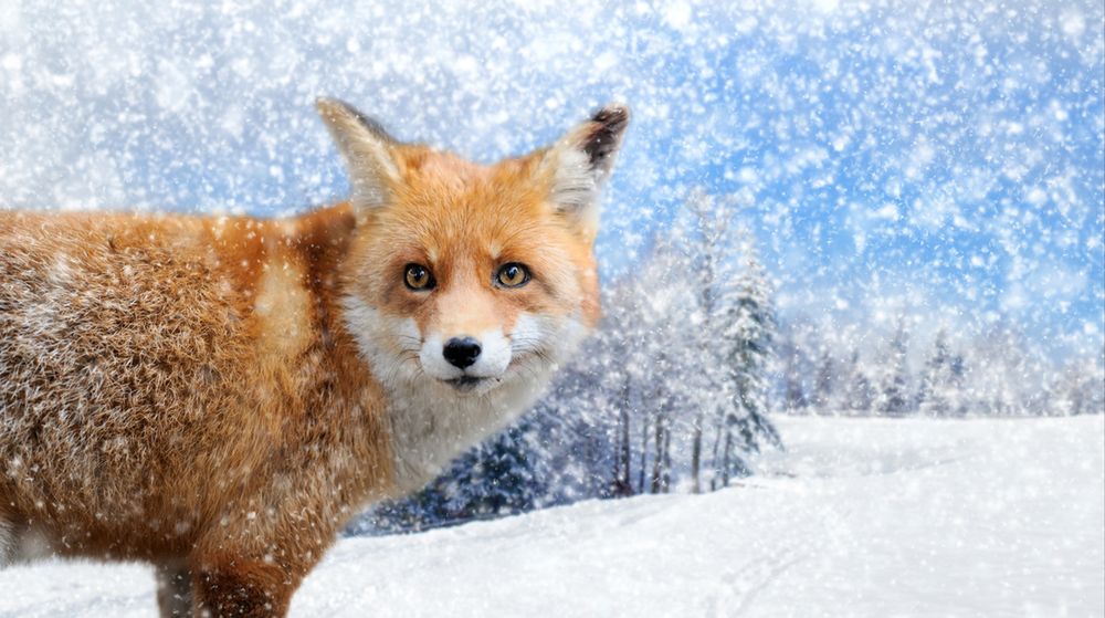 Wiesz, jak długo żyją zwierzęta?