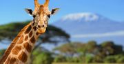 Znasz te ciekawostki o żyrafach?