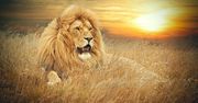 Lew - król zwierząt. Co wiesz o tym wielkim kocie?