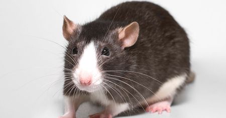 Odróżnisz mysz od szczura? Do dzieła!