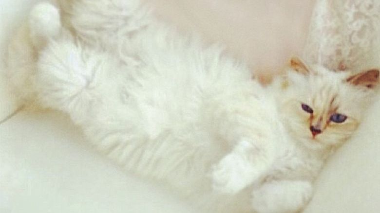 Choupette
Fotografia: screen z Instagram.com