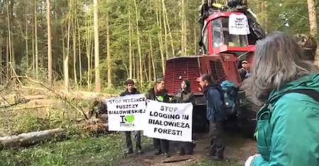 Ekolodzy znów blokują maszyny w Puszczy Białowieskiej. Doszło do przepychanek