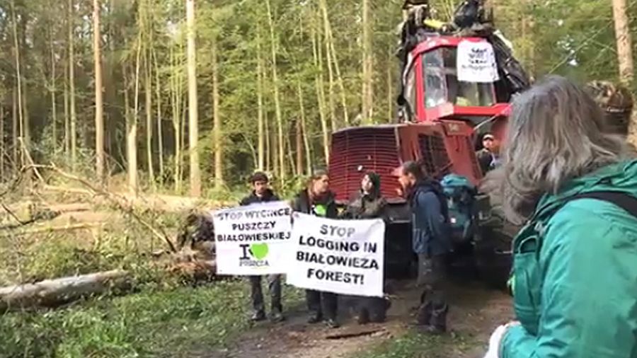 Blokada wycinki w Puszczy Białowieskiej 
