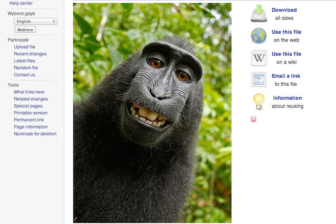 Wikipedia odmawia usunięcia małpiego selfie - fotograf rozkręca aferę