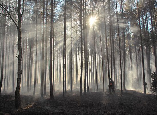 Polskim lasom grożą wielkie pożary