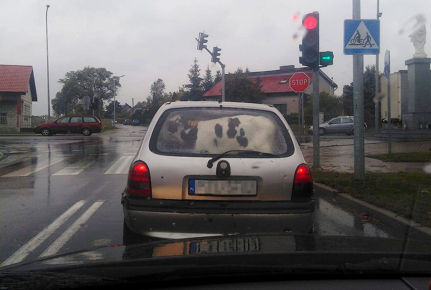 Mrowino. Cielak w oplu. Internauci mieli używanie