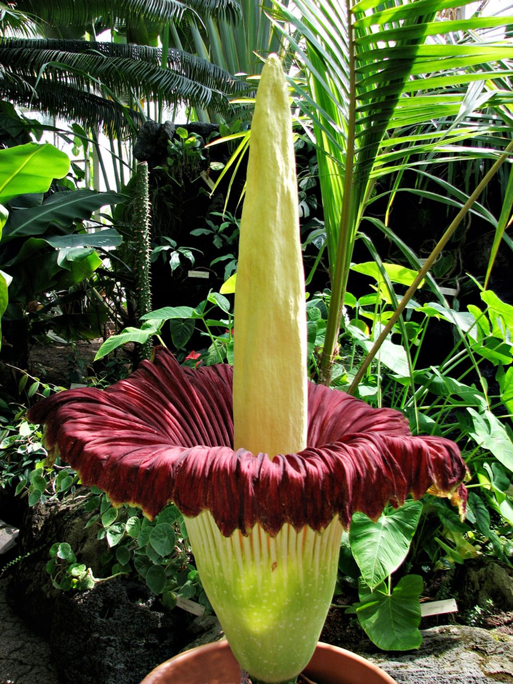 Amorphophallus Titanum (Dziwidło olbrzymie)