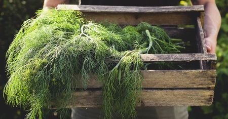 To najpopularniejsze polskie zioło. Jedz codziennie, a szybko zobaczysz efekty