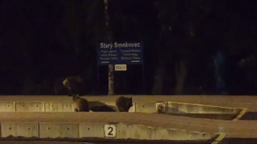 Niedźwiedzie były widziane na peronie w miejscowości Stary Smokowiec