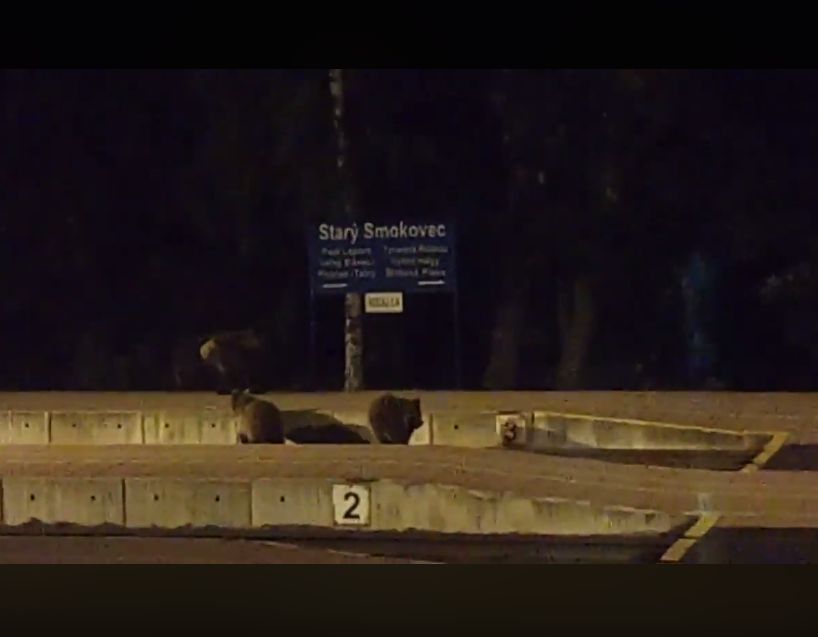 Niedźwiedzie były widziane na peronie w miejscowości Stary Smokowiec