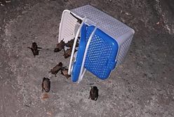 Kilkadziesiąt nietoperzy wleciało do mieszkania. Musiała przyjechać straż pożarna