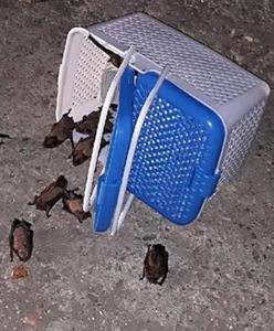 Kilkadziesiąt nietoperzy wleciało do mieszkania. Musiała przyjechać straż pożarna