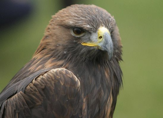 Orły mogą zrezygnować z lęgów z powodu zimy