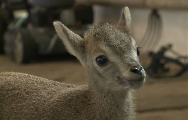 Tym maleństwem nie chciała zająć się mama. Nachura zaadoptowała koza!