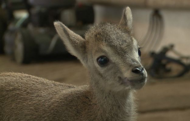 Tym maleństwem nie chciała zająć się mama. Nachura zaadoptowała koza!