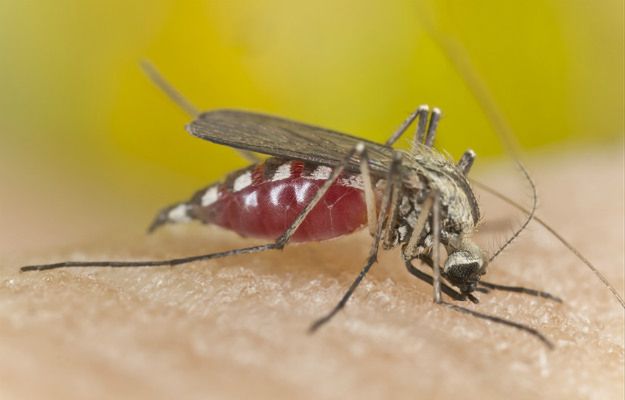 WHO ostrzega: wiosną wirus Zika może zagrozić Europie. "Czas przygotować się, by obniżyć ryzyko dla ludności"