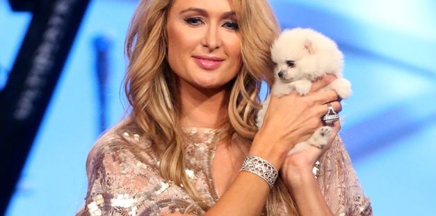 Paris Hilton nie ma czasu na nowy reality show