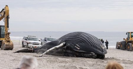 USA: 11-metrowy humbak zmarł na plaży w Nowym Jorku