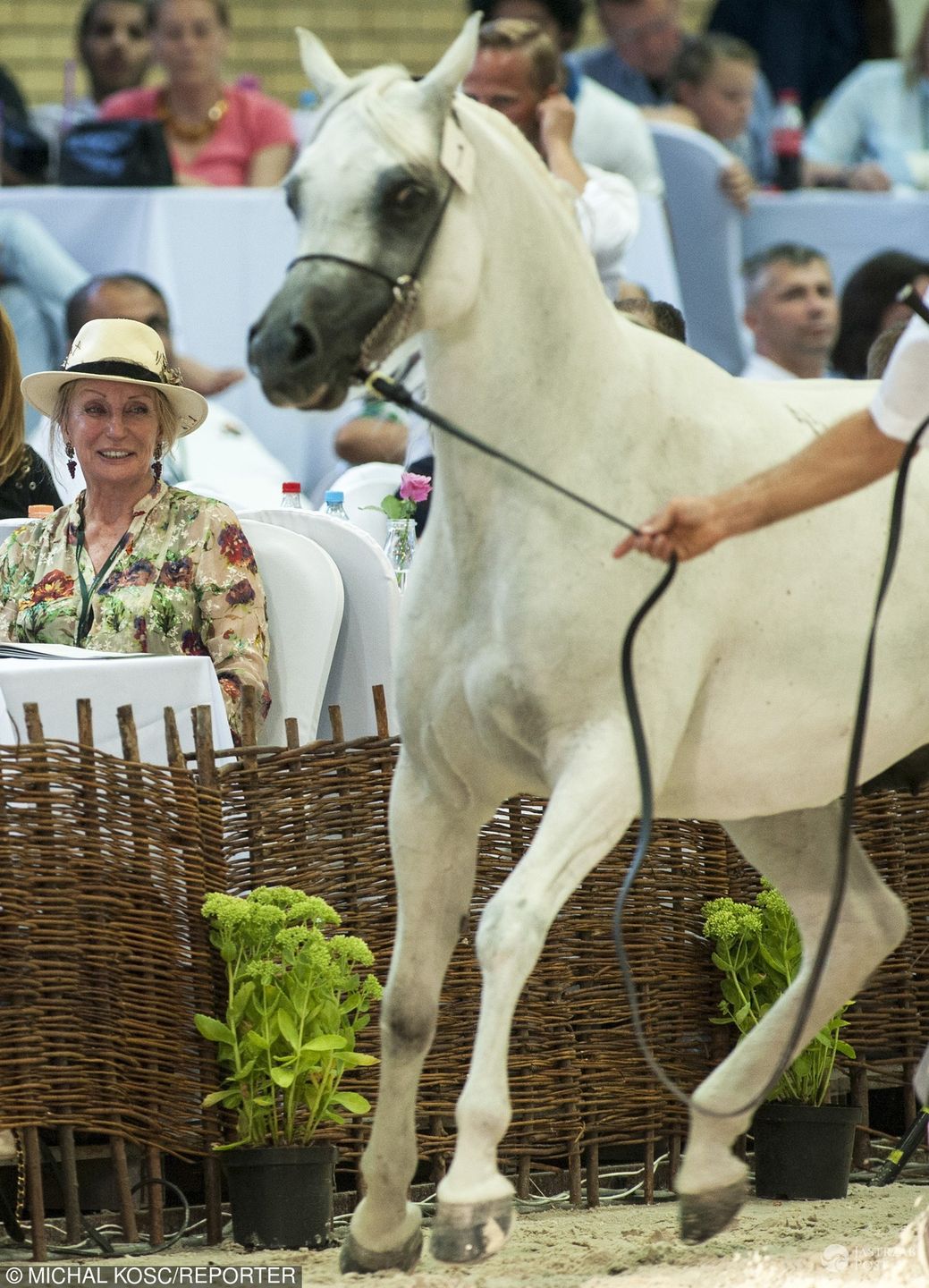 Shirley Watts zabrała swoje konie z Janowa Podlaskiego