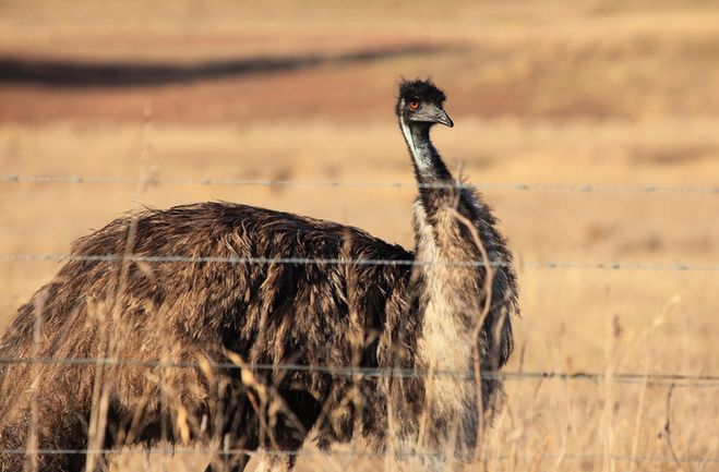 Olej emu – cudowne walory tłuszczu ze strusia