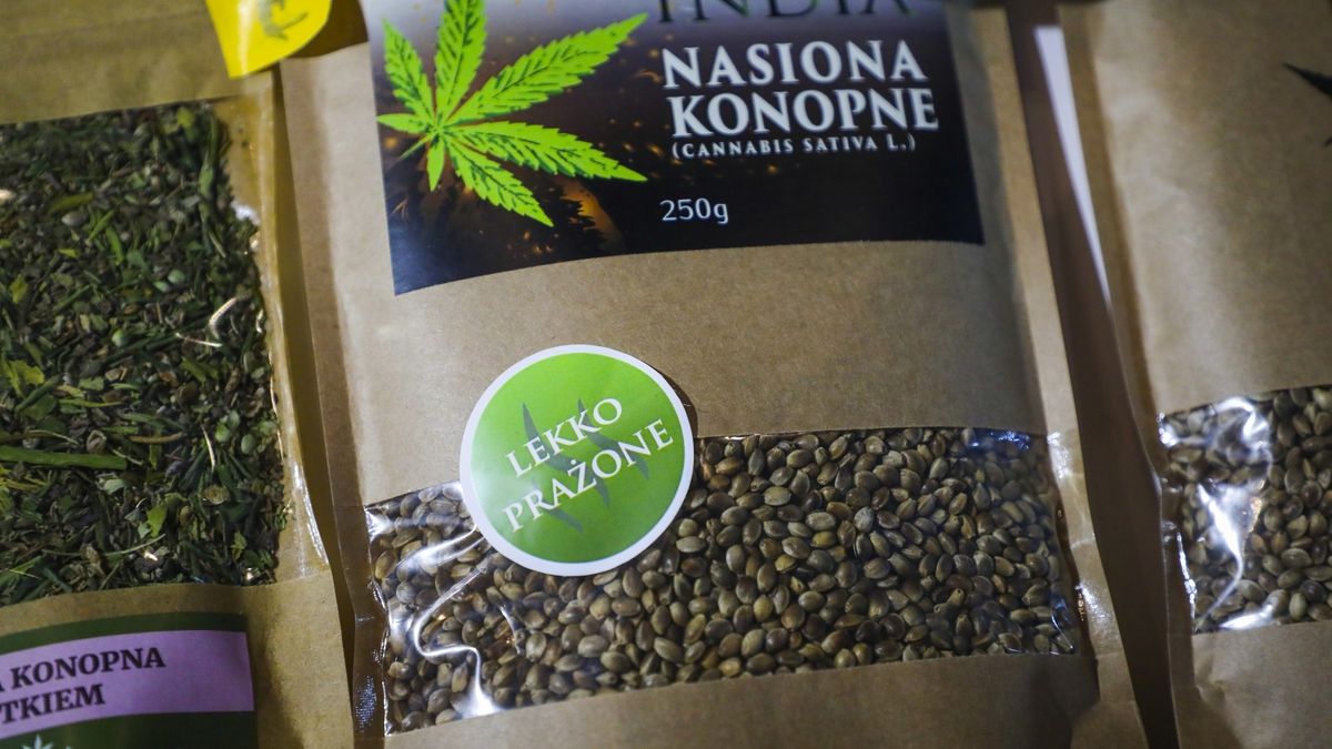 Konopie mają szerokie zastosowanie - od przemysłu spożywczego po nowe technologie.