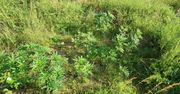 Podczas patrolu przy torach znaleźli ukrytą w trawie plantację konopi indyjskich
