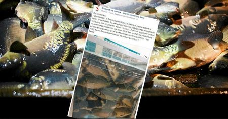 Sezon znęcania się nad karpiami rozpoczęty. Przygnębiające zdjęcie z hipermarketu