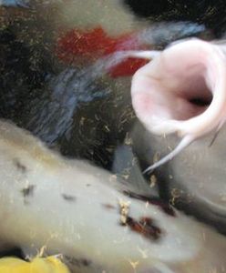 Ile karpi kupisz za jedną pensję?