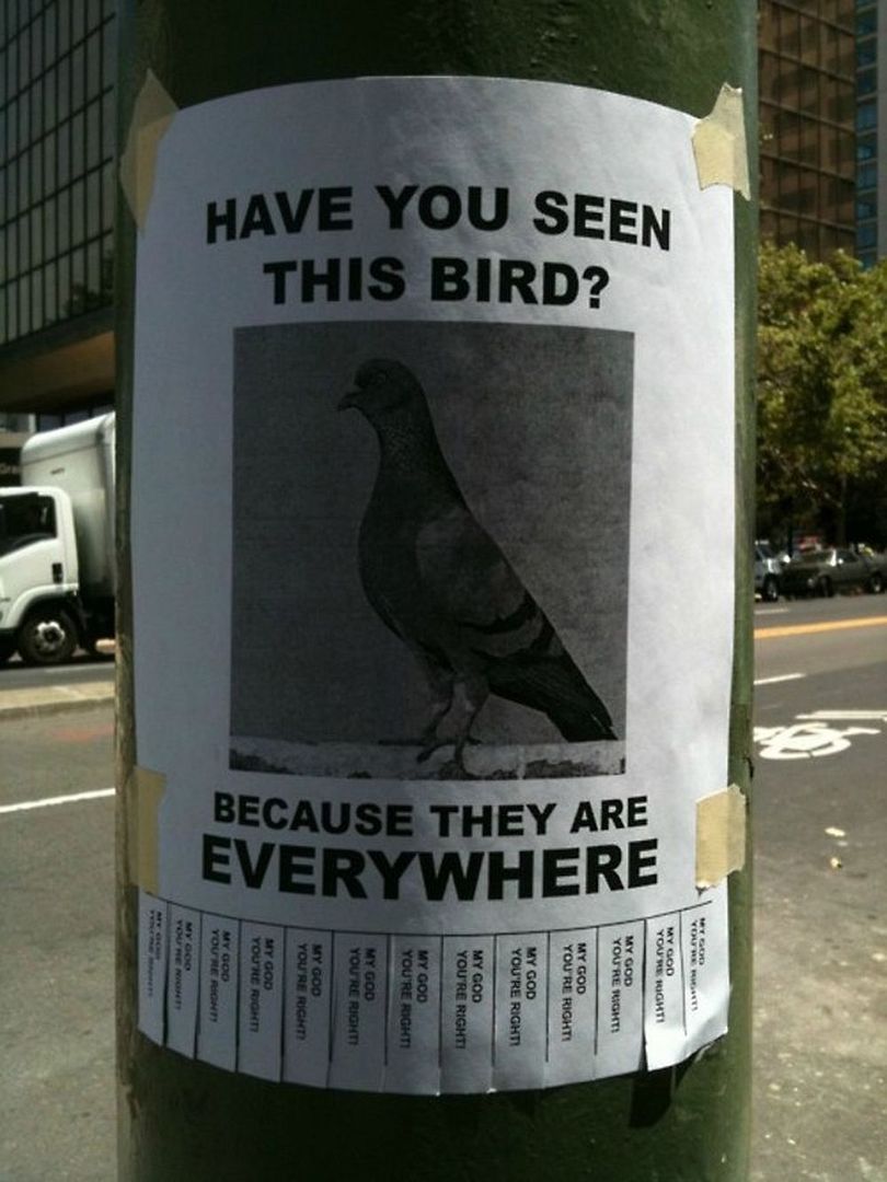 Gołębie poszukiwane
