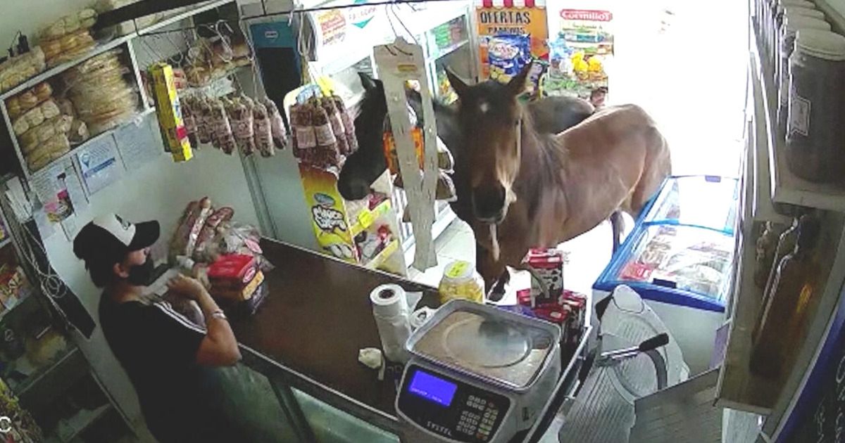 Konie w sklepie spożywczym. Nietypowi klienci na zakupach