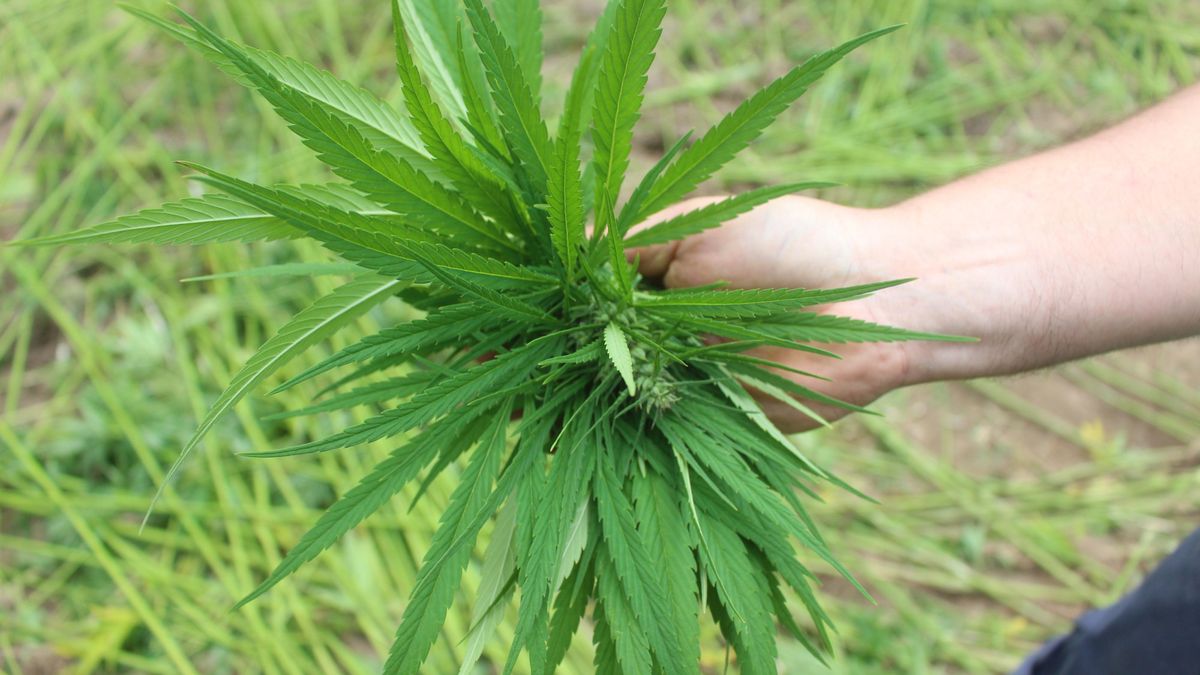 Konopie mają szereg zastosowań: w medycynie, rolnictwie, gastronomii... 