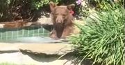 Niedźwiedź kąpał się w jacuzzi. Pokochały go miliony internautów