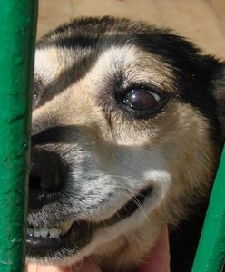 Wolontariuszki alarmują o tragicznej sytuacji zwierząt, krwi i awanturach. Schronisko odpowiada